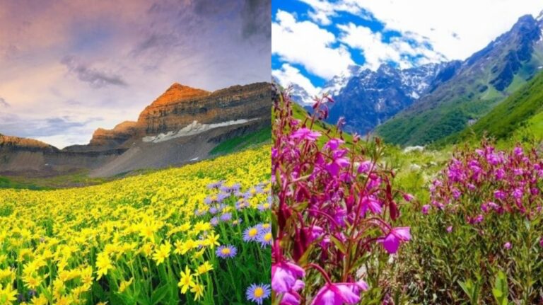 वैली ऑफ फ्लावर्स (valley of flowers) : प्राकृतिक खूबसूरती से भरपूर विश्व प्रसिद्ध फूलों की घाटी के गेट सैलानियों के लिए खुले