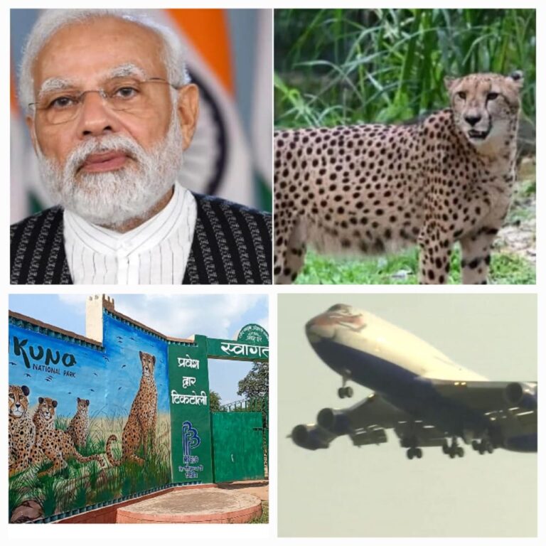 भारत की जमीं पर फिर दौड़ेंगे चीते : पीएम मोदी आज अपने जन्मदिन पर दिखाएंगे ‘चीतों’ (Cheetah) की झलक, 74 साल बाद देश फिर देखेगा रफ्तार