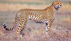cheeta 2