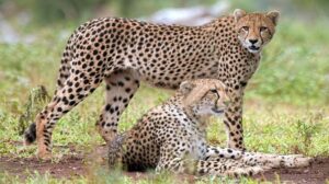 cheeta 3 mukh