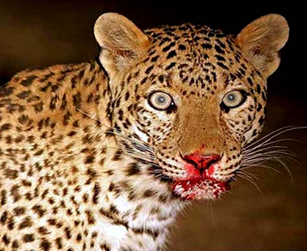 leapard