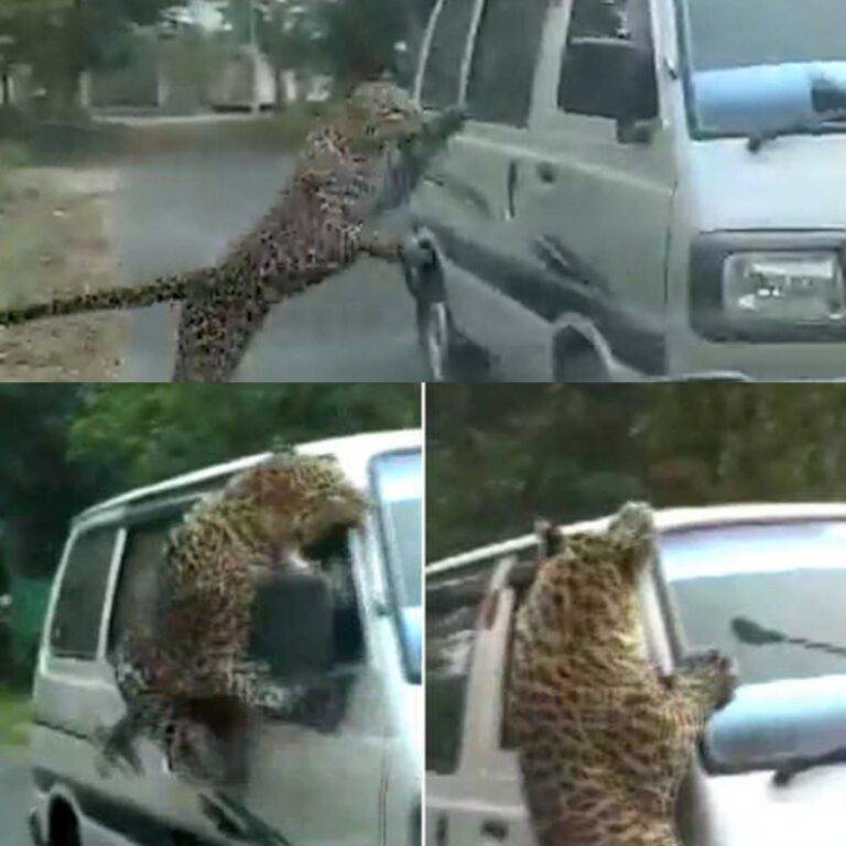 Video : सड़कों पर खूनी तेंदुए (Leopard) का आतंक, चलती गाड़ी सहित 13 लोगों पर हमला कर किया घायल