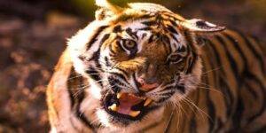 Tiger killed retired teacher