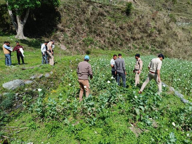 ब्रेकिंग: अफीम (Opium) की अवैध खेती करने पर 12 लोगों पर FIR दर्ज
