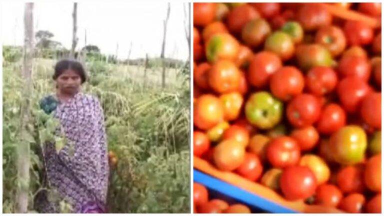 अजब-गजब(stealing tomatoes): यहां खेत से ढाई लाख के टमाटर कर दिए चोरी, पीड़ित महिला ने दर्ज कराई रिपोर्ट