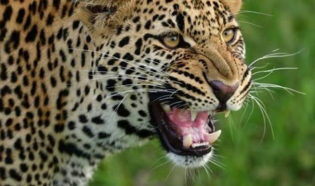 दुखद खबर: चंपावत में घास लेने गई भोजन माता को तेंदुए (Leopard) ने मौत के घाट उतारा, दो महिलाओं ने भागकर बचाई जान, खौफजदा हैं ग्रामीण
