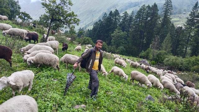 मोरी: बीडीसी की बैठक में उठा भेड़ पालकों (Sheep farmers) का जीवन बीमा करने की मांग