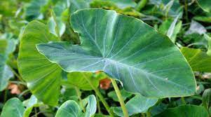benefits of colocasia leaves: अरबी के पत्तों में छुपा है पोषण का भंडार