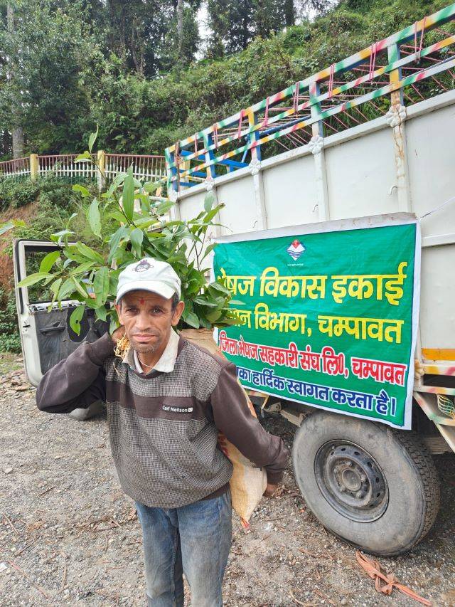 अच्छी खबर: चम्पावत में तेजपात (Tejpat) बन सकता हैं कृषकों की आर्थिक स्मृद्धि का वाहक