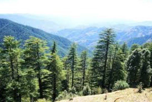 चिंता: देवदार के वृक्ष हिमालय के कुछ क्षेत्रों से हो सकते हैं गायब!