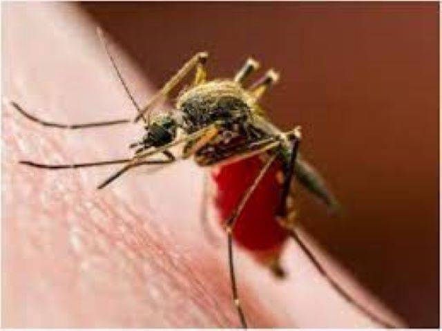Number of dengue patients: उत्तराखण्ड में डेंगू पीड़ित मरीजों का आंकड़ा