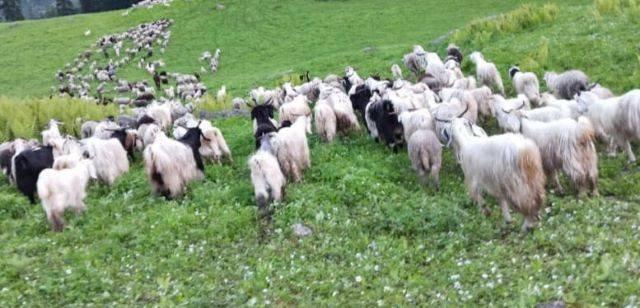 चिंता: सर बडियार क्षेत्र के गांवों में भेड़-बकरियां (Sheep and goats)अज्ञात बीमारी की चपेट में
