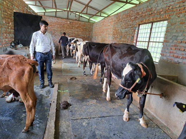 अच्छी खबर: डेयरी व्यवसाय (Dairy business) बना किसानों की आजीविका उत्थान का जरिया