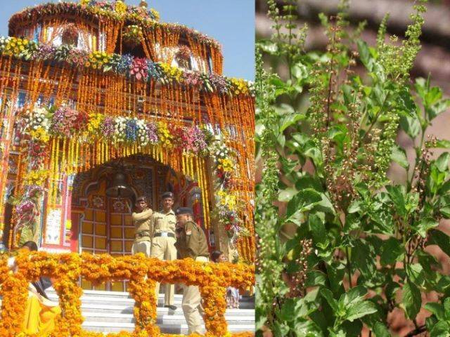 बद्रीनाथ धाम (Badrinath Dham) में रोज चढ़ाई जाती है बद्रीतुलसी
