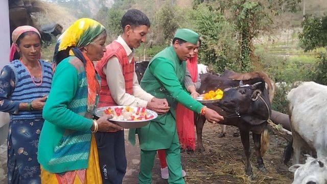 उत्तराखंड: बल्दी बग्वाल (Baldi Bagwal) पर की जाती है गाय बैलों की पूजा: डॉ. त्रिलोक सोनी