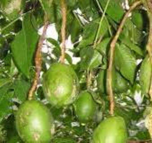 उत्तराखंड में आमड़ा (Amra) फल कई मामलों में खास 