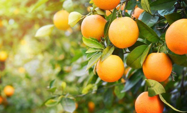 दुनिया भर में खाया जाने वाला मशहूर फल संतरा (Orange)