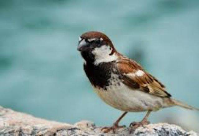 गौरैया (sparrow) पृथ्वी के पारिस्थितिकी तंत्र के लिए कार्य करती है