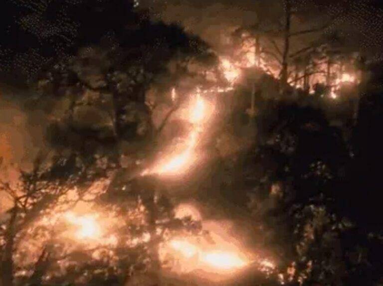 Forest fire: उत्तराखंड के जंगलों में वनाग्नि हुई बेकाबू, प्रदेश के 11 जिले प्रभावित, वनसंपदा को भारी नुकसान