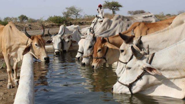 गोमूत्र (Cow urine) के वैज्ञानिक महत्व से भारत बनेगा आत्मनिर्भर