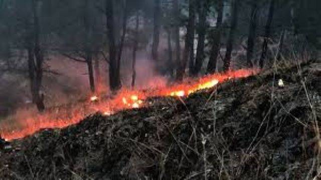 जंगलों में लगी आग (forest fire) से महकमे की कार्यप्रणाली पर सवाल