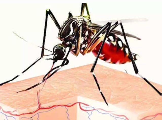 डेंगू : तेज बुखार है तो रहें सावधान, इस मौसम में तेजी से पनपते हैं एडीज मच्छर