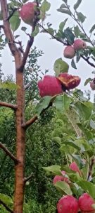 IMG 20260714 WA0005